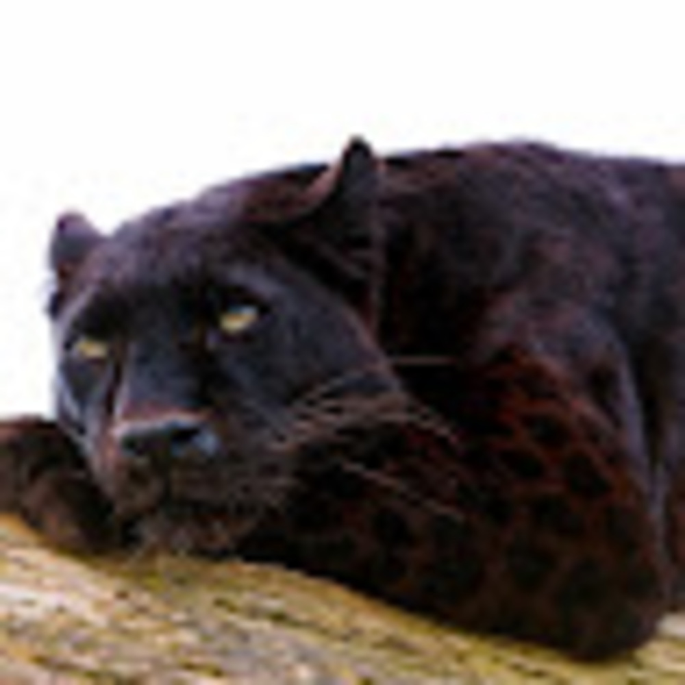 Meet your Posher, Cons